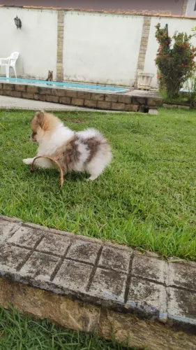 Spitz alemão