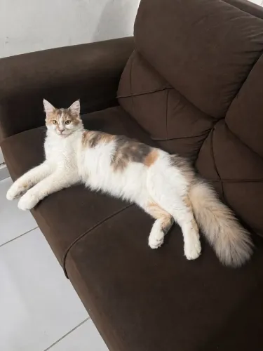 Gata Maine Coon