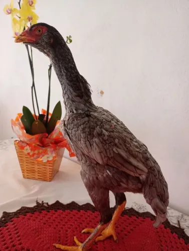 Frangas