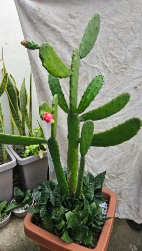 Vaso de planta/ Cacto