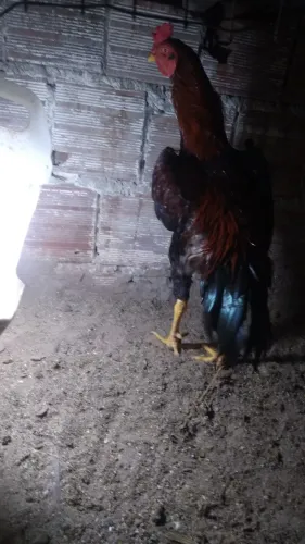 1 galo 5 galinha de raça 