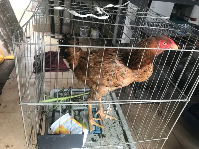 Galinha de raça