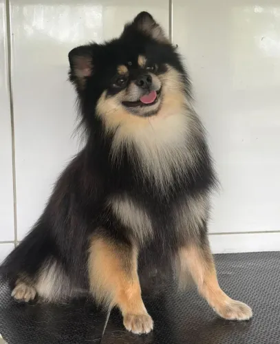 Lulu macho