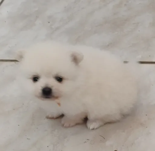 Vendo filhotes de Spitz alemão