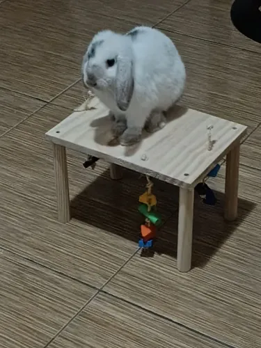 Coelha
