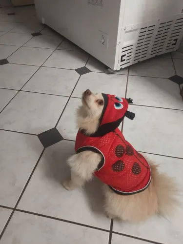 Lulu da Polônia 