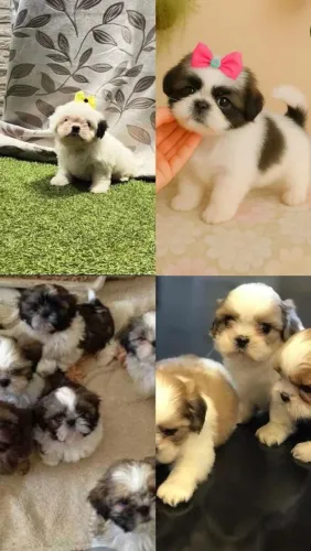 Shih Tzu adorável