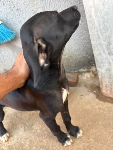 Doação de um dog