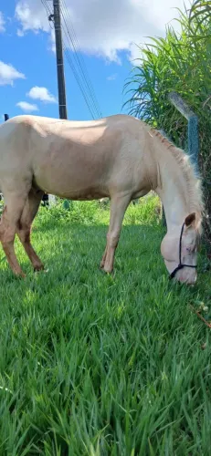 Cavalo inteiro