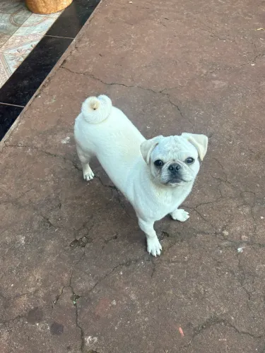 Disponível para cobertura: pug macho saudável, vacinado e muito bem cuidado, ótimo porte!