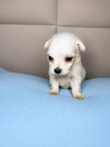 Poodle toy micro 