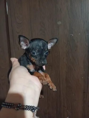 Pincher machinho 