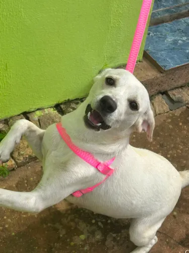 cachorro