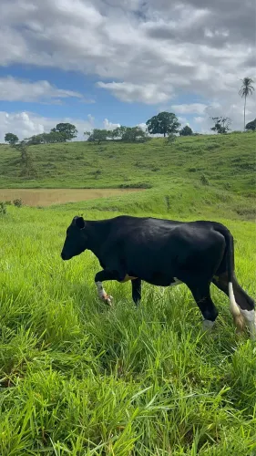 Vendo novilha