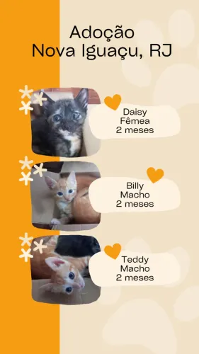 Gatinhos para adoção