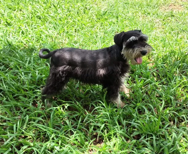 Schnauzer Lindas Fêmeas 