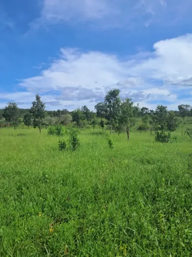 Fazenda Formada na Região de Felixlândia 60 Hectares- Oportunidade !!!