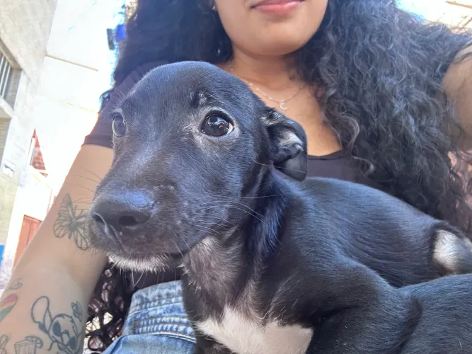 Cachorro para doação