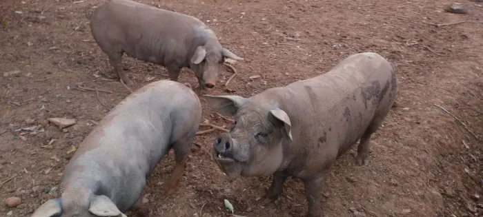 Vende se um casal de porcos caipira raça sem pelo!