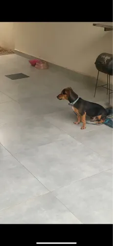 DOAÇÃO CACHORRO URGENTE
