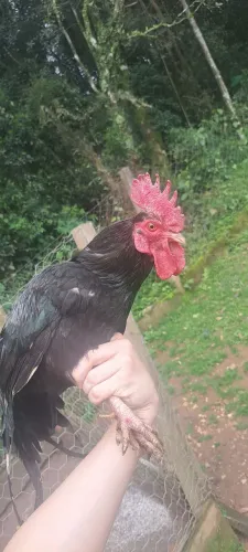 Galo