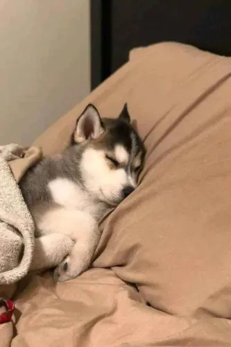 Filhote husky siberiano, que conquistam no primeiro olhar!