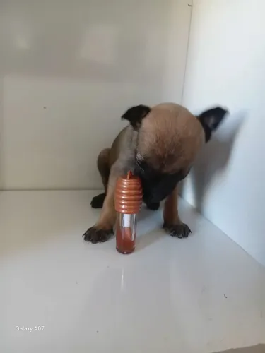 Feminha de pinscher n0 barato pra hoje