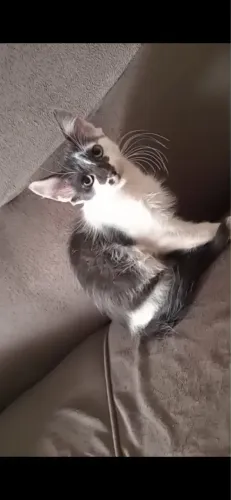 Doação de gatinho