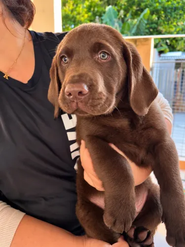 Labrador fofo
