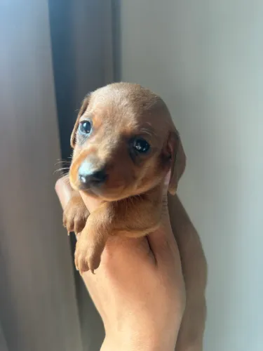 Filhote Dachshund Machinho (ÚLTIMO)
