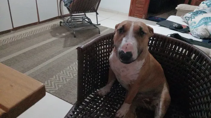 Vendo Mini bullterrier fêmea
