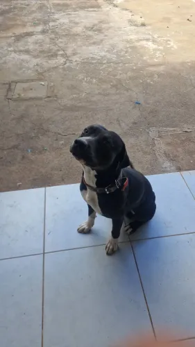Cachorro