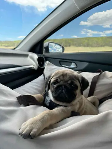 Filhote pug, O amor incondicional tem quatro patas e está te esperando!
