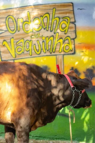 Vaca e Bezerro