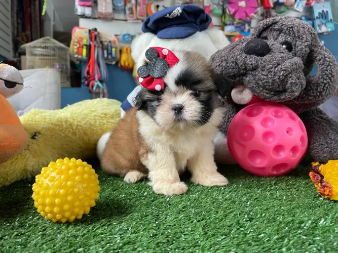 Shih tzu fêmea!!!