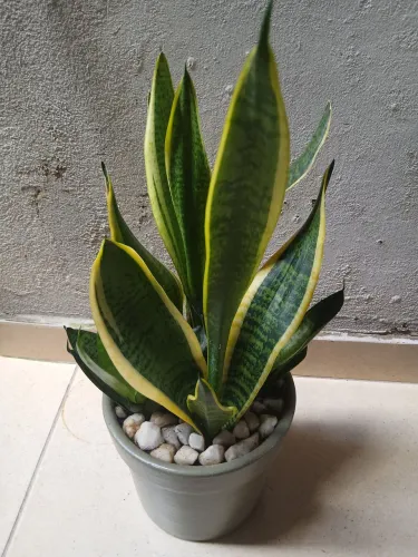 Vendo plantas Ornamentais 