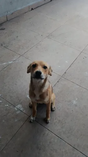 Cachorrinhas para doação precisam de um lar seguro