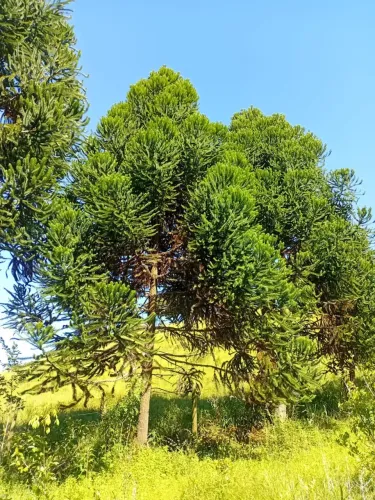 Chácara Escriturada à Venda em Lagoinha/SP  18.000 m² com Nascente e Casas