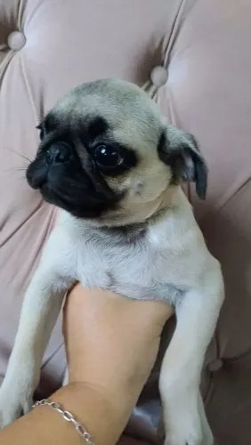 Pug Macho