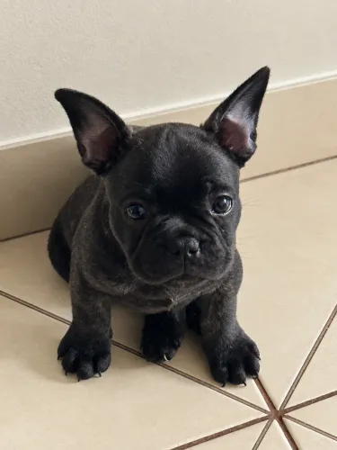 Buldogue francês Macho, foto do filho e da mãe