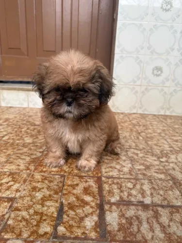 Vendo filhote de shitszu macho