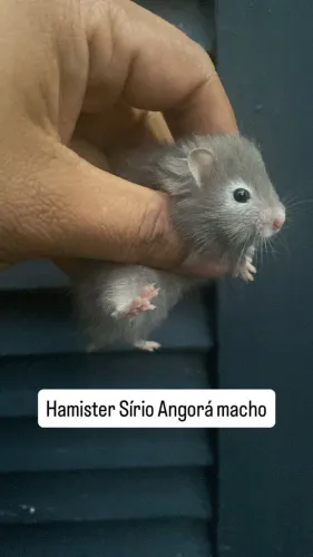 Hamister Sírio Angorá 