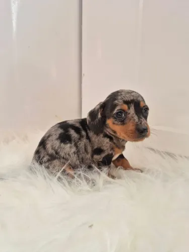 Dashound kaninchen fêmea arlequim prata com.pedigree