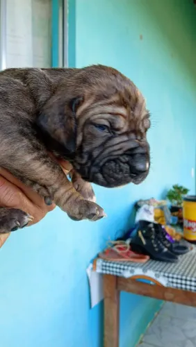 Fila brasileiro