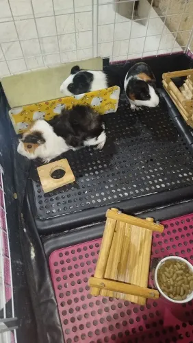 vende-se pouquinho da Índia tenho 3 fêmea fasso 40 reais cada todos mansa