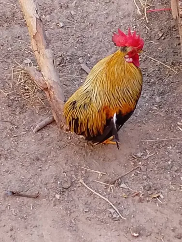 Vendo um galinho mine garnize suro.e frangos. .