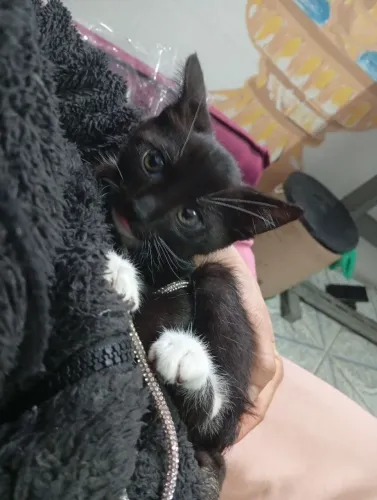 Gatos pra doação 