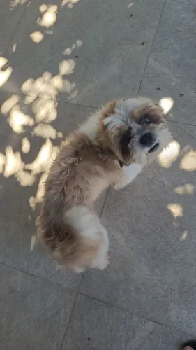 Doação de cachorrinho Shitzu 