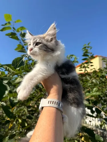 Maine Coon 2 meses