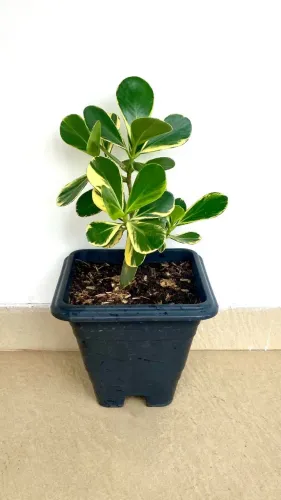 Vendo Plantas 02